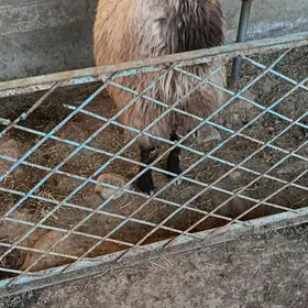 Öweç goyun bakylan