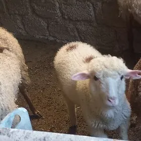 Satlyk guzuly goyun merenos