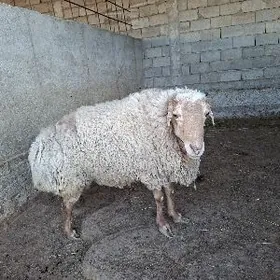 GİSARY BAKYLAN GOŸUN