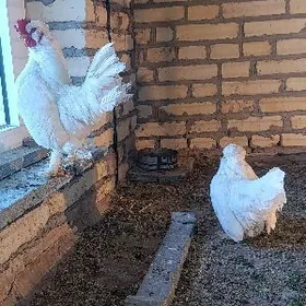 Troyka dwoyka karlikler