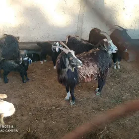 овлаклы гечи