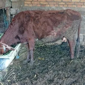 Сыгыр саглык