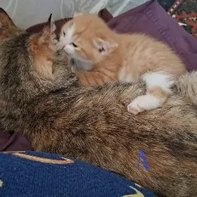 в добрые руки