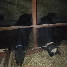 YAS BOGAZ UNAJYN WE ÖKÜZ