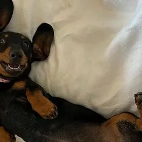 такса парода