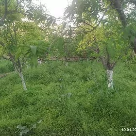 От ормалы машинкада