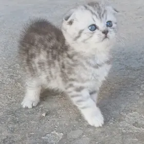 шотландский