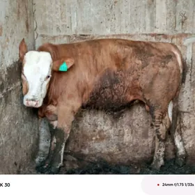 simntal kelek öküz