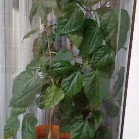 Satlyk kitayskiy roza