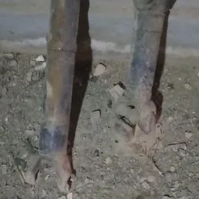 yewro naklatka kardan glishitl