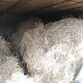 йоринжа саман