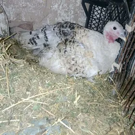 kurk induklar 2. 3 sany