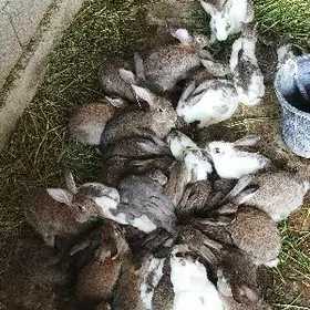 Towşan oňyşyk bar