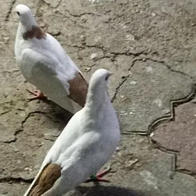 Голуби желтохвостые