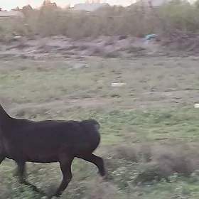 ГИССССАР АРАССА ГАН ТАЖИК ГОЮН