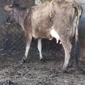 Şwes Tohum Göleli Sygyr