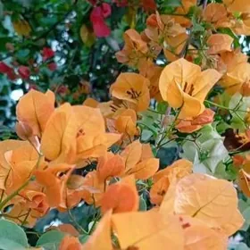 Öýe kömekçi işçi gerek.