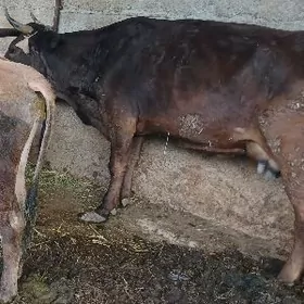 Gysyr Sygyr    Sygyr