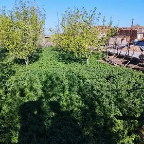 Yorunja[[[+Йорунжа