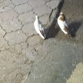 Голуби желтохвостые, пара