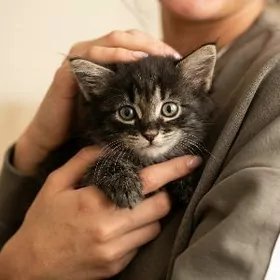 Дымок, 2 месяца