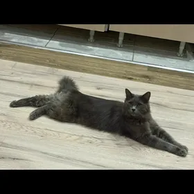 в добрые руки