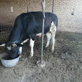 ÇORNY PIÝOSDYR OKÜZ.