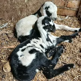 Пакистан арасса овлак