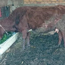 Гысыр сыгыр