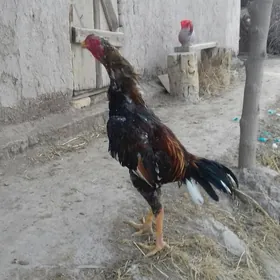 8 aýlyk juje  barlap bolya