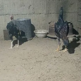 taskent wetnam ýasajyk juje