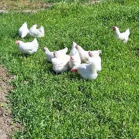 Ady nik byrawunt ak towuk