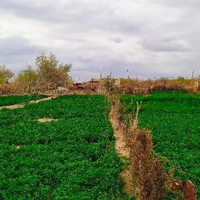 продайотса  затон дача