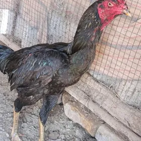 байсы хораз