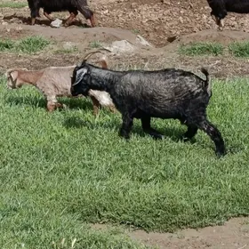 Gysyr geçi bilen çebiş