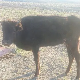 голели сыгыр