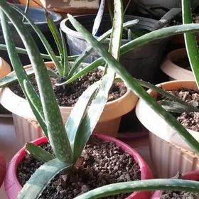aloe vera