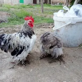 kohin horaz towuk bir para