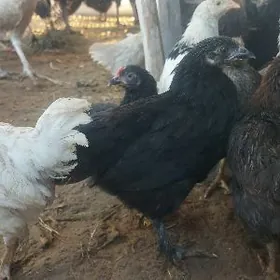 100gün bolan towuk jüýjeler