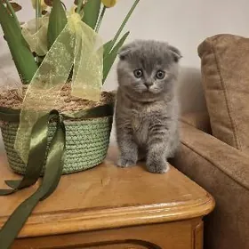 кошка вислоухая