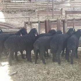 araby berre toklylar 10sany