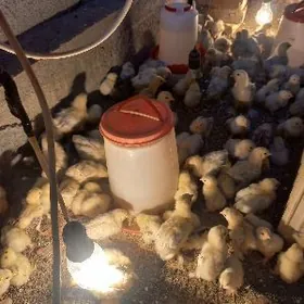 BALGAR JUJE ЦЫПЛЯТА