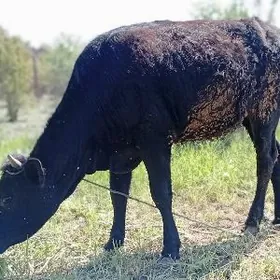 Ýola düşen unajynlar