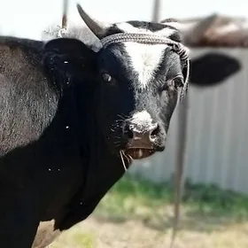 Баклык пародный окузлер