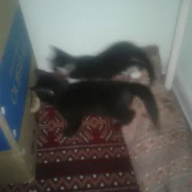 ПИШИК БОЛАСИ