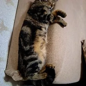 отдам в добрые руки