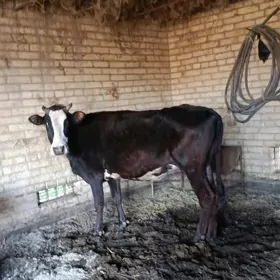 баклык унаджын