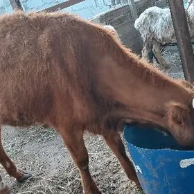 голели сыгыр