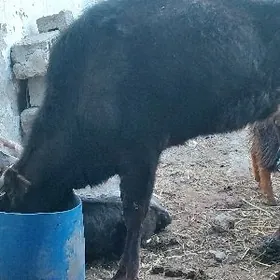 голели сыгыр