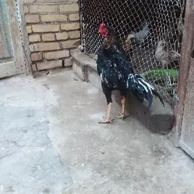 байцы хораз